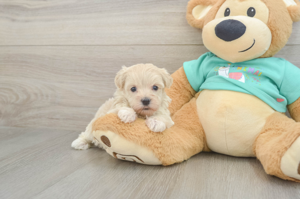 5 week old Maltipoo Puppy For Sale - Simply Southern Pups