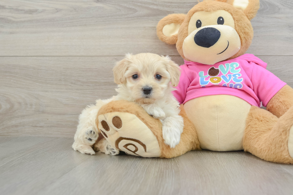 Funny Maltipoo Poodle Mix Pup