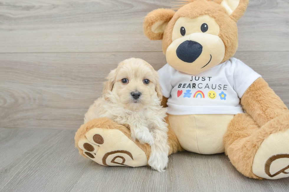 6 week old Maltipoo Puppy For Sale - Simply Southern Pups