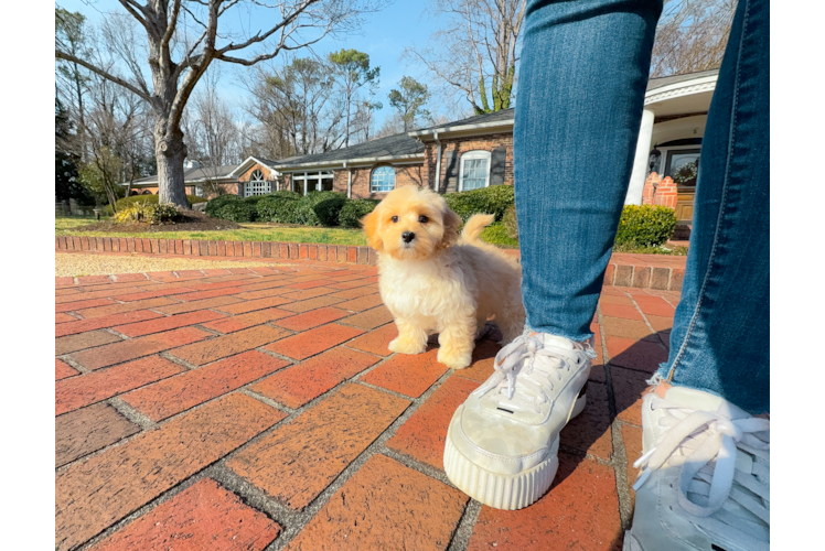 Cute Maltipoo Poodle Mix Pup