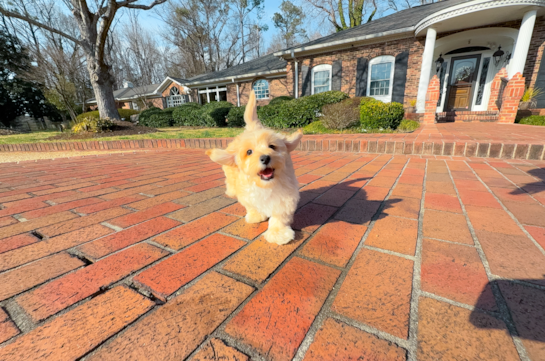 Cute Maltipoo Poodle Mix Pup