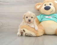 9 week old Maltipoo Puppy For Sale - Simply Southern Pups