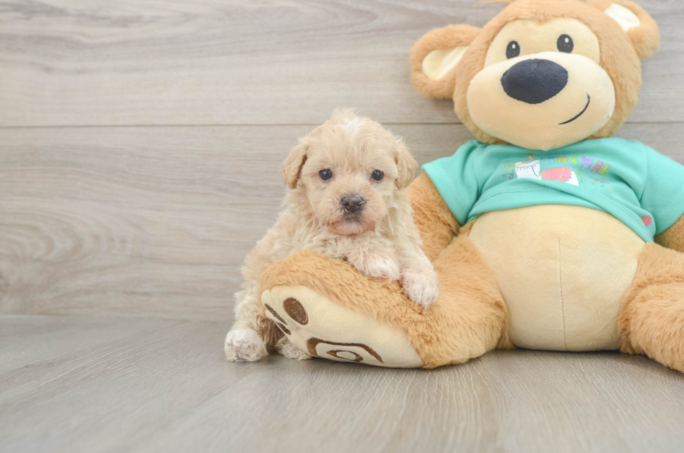 5 week old Maltipoo Puppy For Sale - Simply Southern Pups