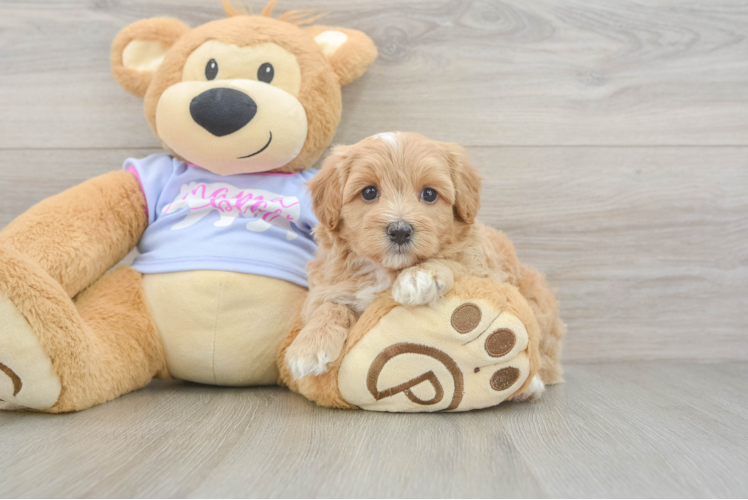 Cute Maltipoo Baby
