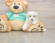 8 week old Maltipoo Puppy For Sale - Simply Southern Pups