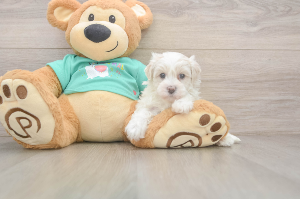 5 week old Maltipoo Puppy For Sale - Simply Southern Pups