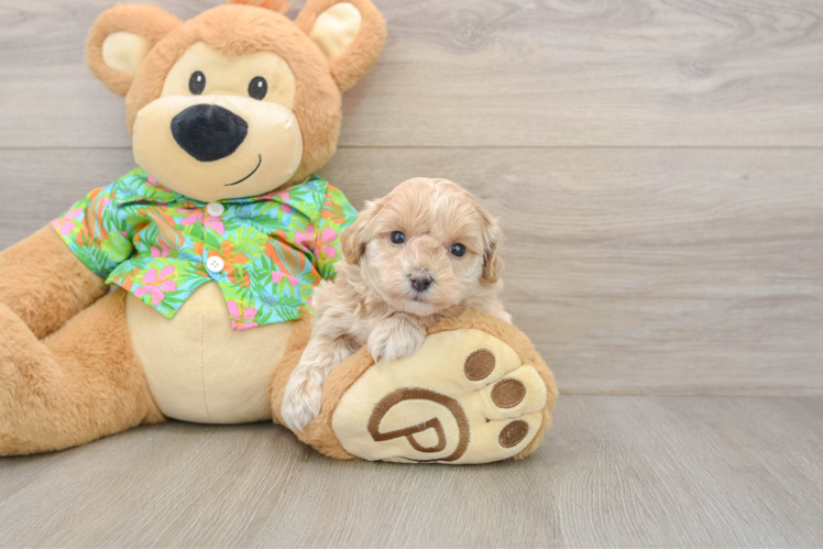 Maltipoo Puppy for Adoption