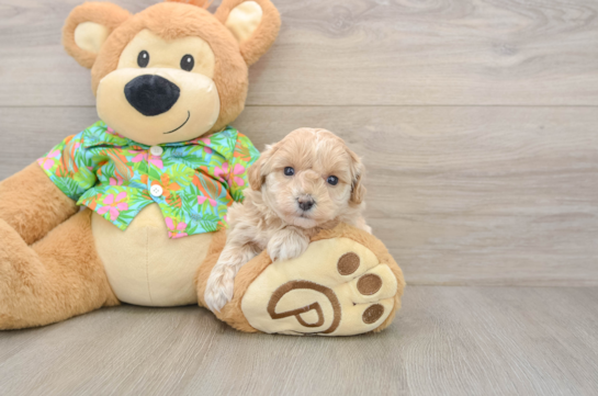 Maltipoo Puppy for Adoption