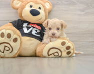 7 week old Maltipoo Puppy For Sale - Simply Southern Pups