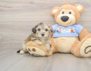 8 week old Maltipoo Puppy For Sale - Simply Southern Pups