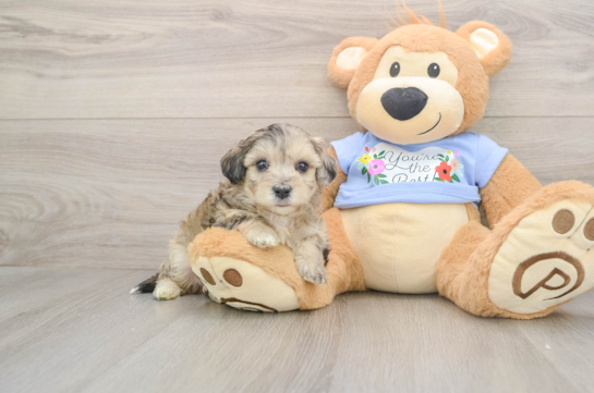 Maltipoo Puppy for Adoption
