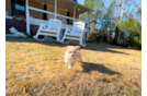 Cute Maltipoo Poodle Mix Pup