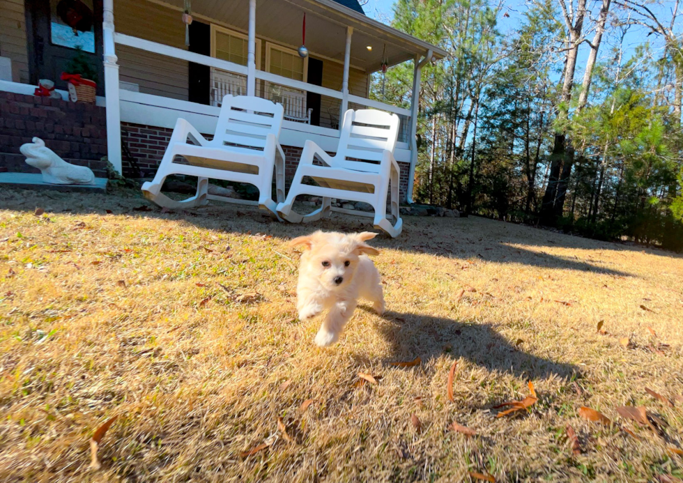 Cute Maltipoo Poodle Mix Pup