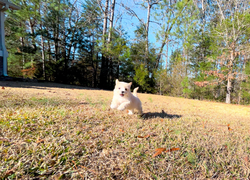 Cute Maltipoo Poodle Mix Pup