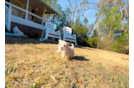 Maltipoo Pup Being Cute