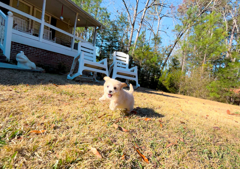 Maltipoo Pup Being Cute