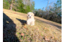 Maltipoo Puppy for Adoption