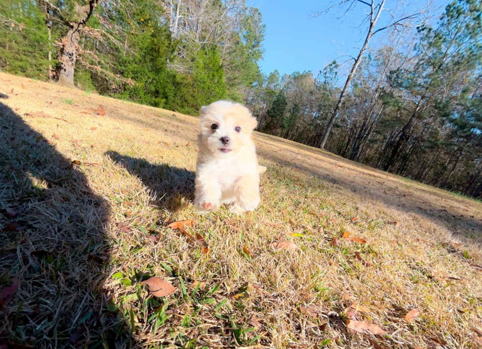 Maltipoo Puppy for Adoption