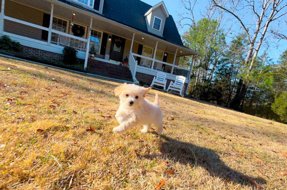 8 week old Maltipoo Puppy For Sale - Simply Southern Pups