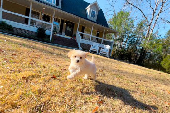 Cute Maltipoo Baby