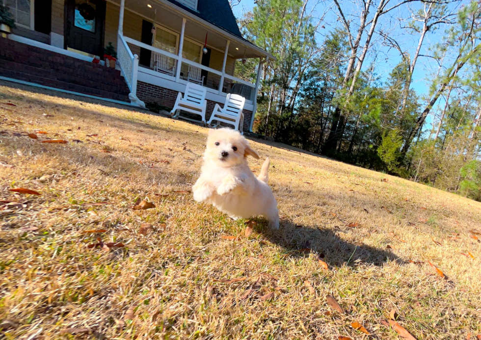 Cute Malt a Poo Poodle Mix Puppy