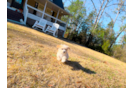 Maltipoo Pup Being Cute