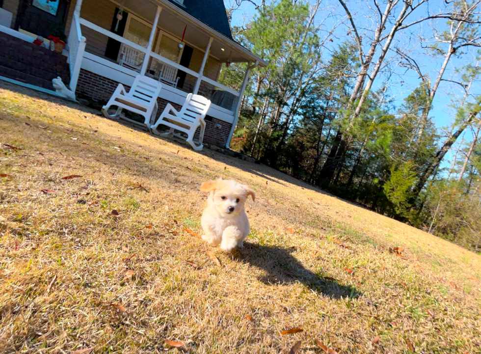 Maltipoo Pup Being Cute