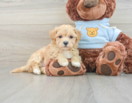 8 week old Maltipoo Puppy For Sale - Simply Southern Pups