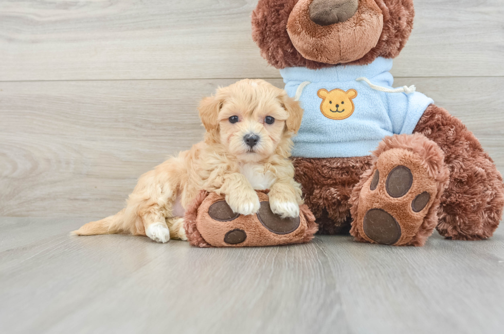 7 week old Maltipoo Puppy For Sale - Simply Southern Pups