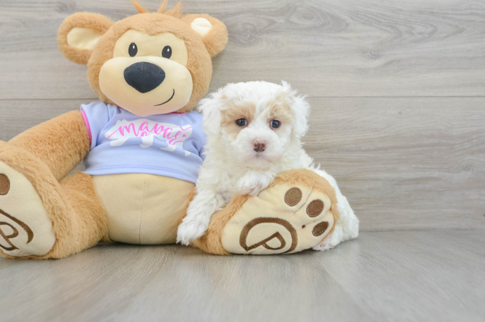 5 week old Maltipoo Puppy For Sale - Simply Southern Pups