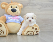 8 week old Maltipoo Puppy For Sale - Simply Southern Pups