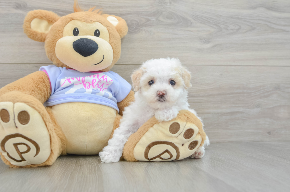 7 week old Maltipoo Puppy For Sale - Simply Southern Pups