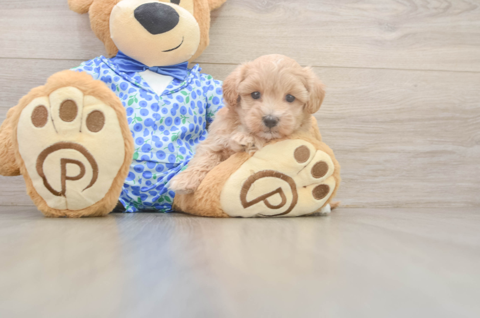 5 week old Maltipoo Puppy For Sale - Simply Southern Pups