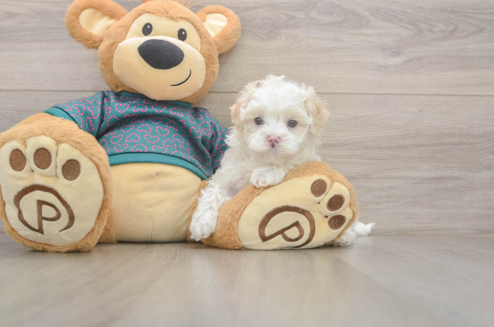 5 week old Maltipoo Puppy For Sale - Simply Southern Pups