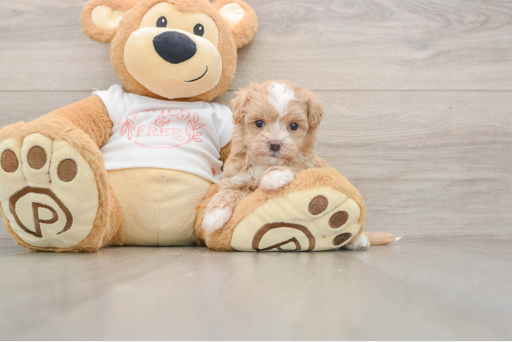 Friendly Maltipoo Baby