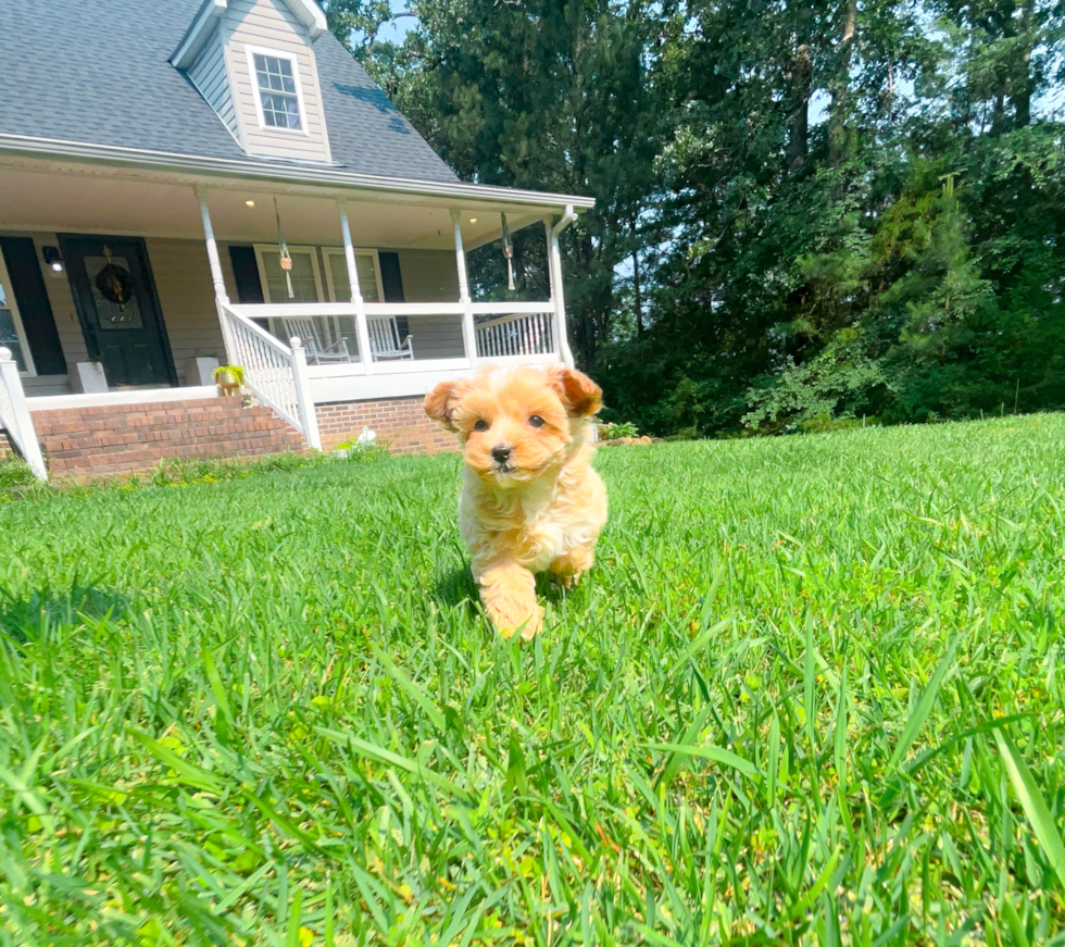Best Maltipoo Baby