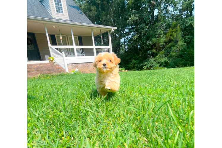 Best Maltipoo Baby