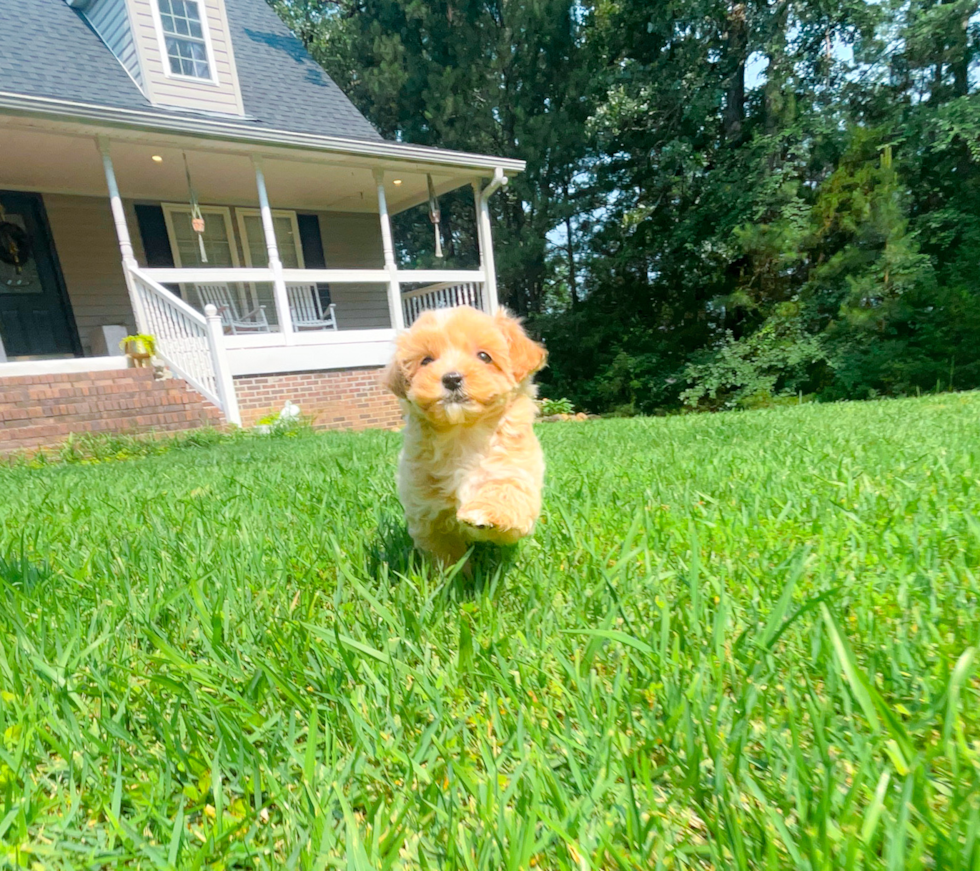 Best Maltipoo Baby