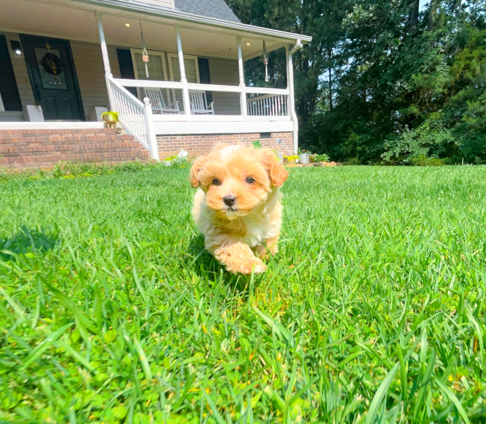 Best Maltipoo Baby