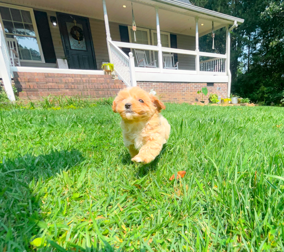 Cute Maltipoo Baby