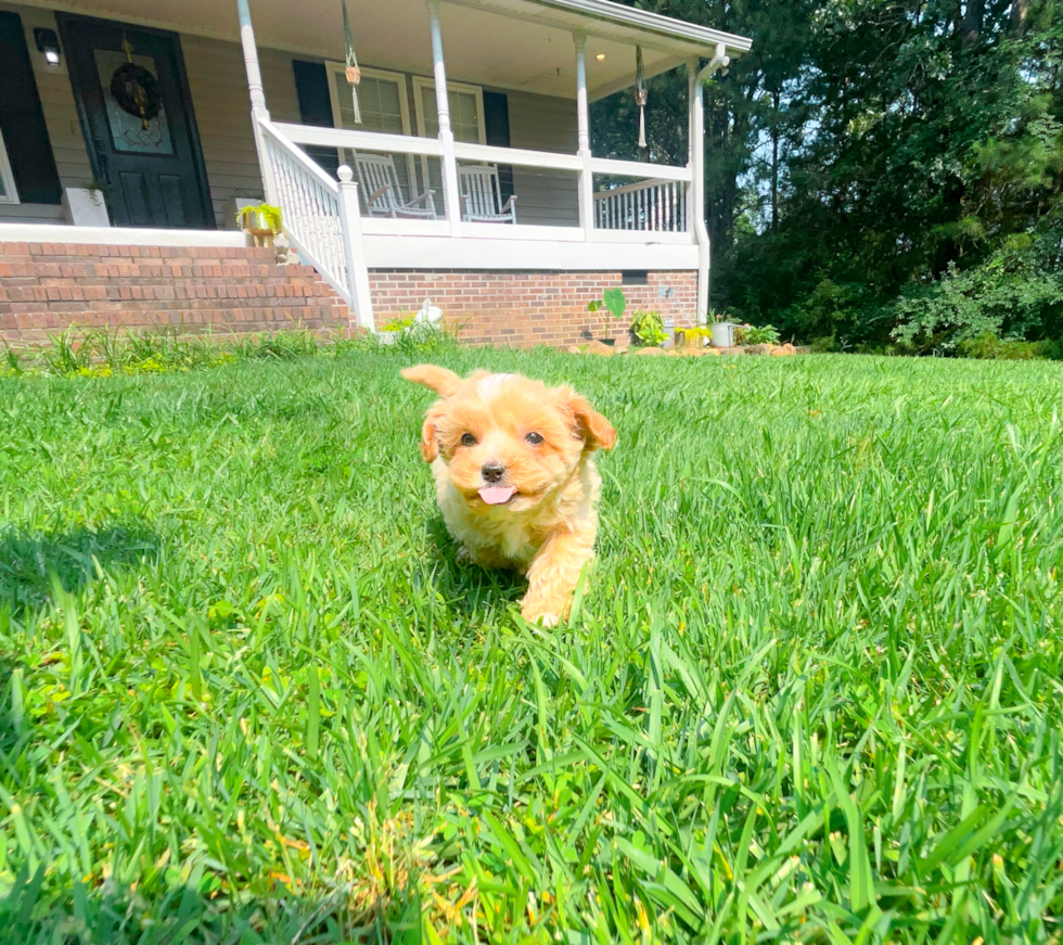 Best Maltipoo Baby