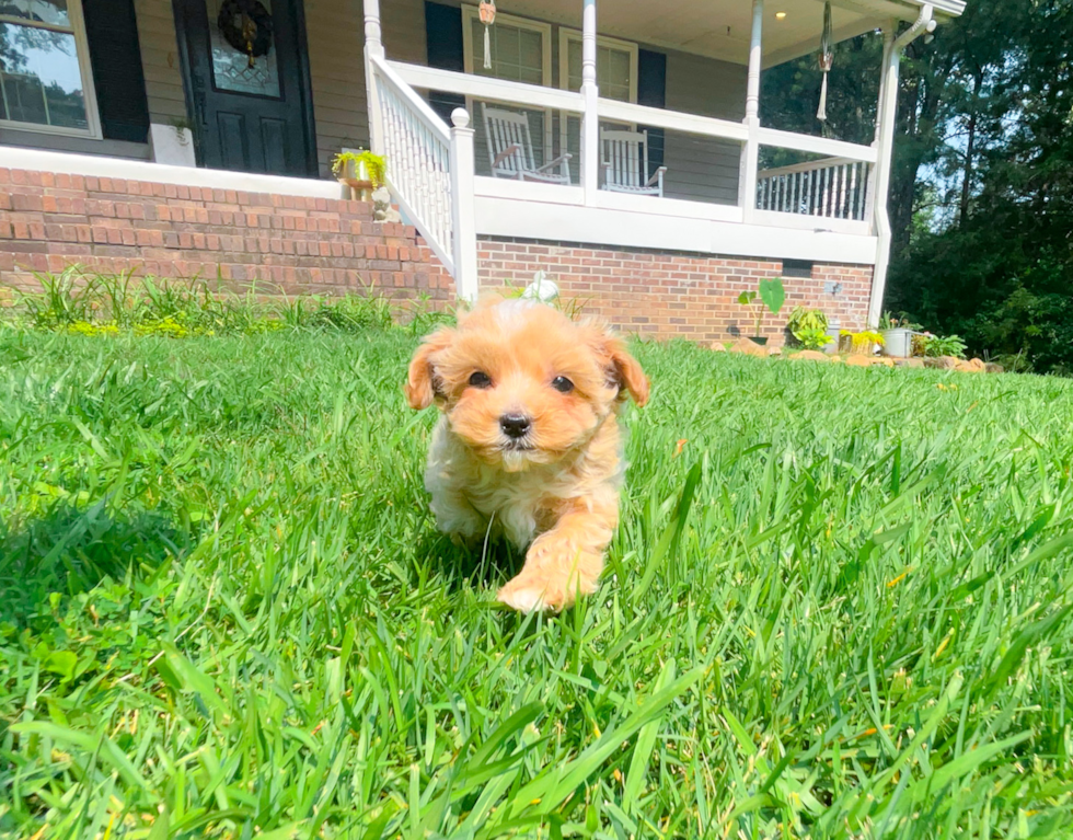Maltipoo Pup Being Cute