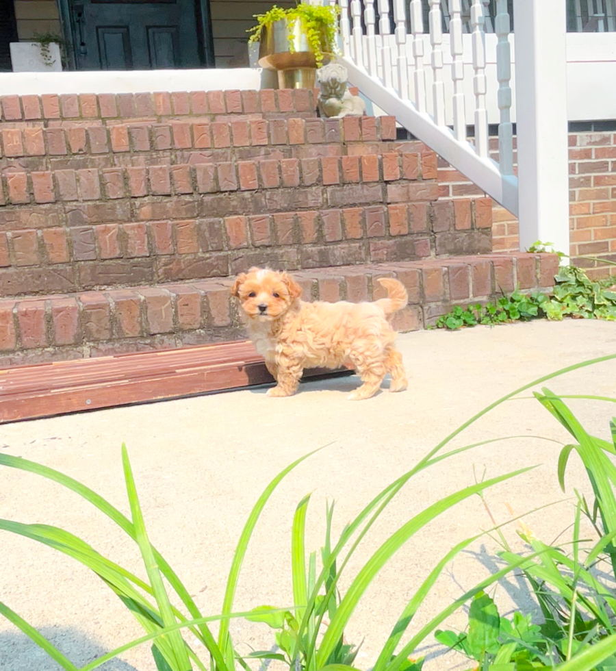 Best Maltipoo Baby