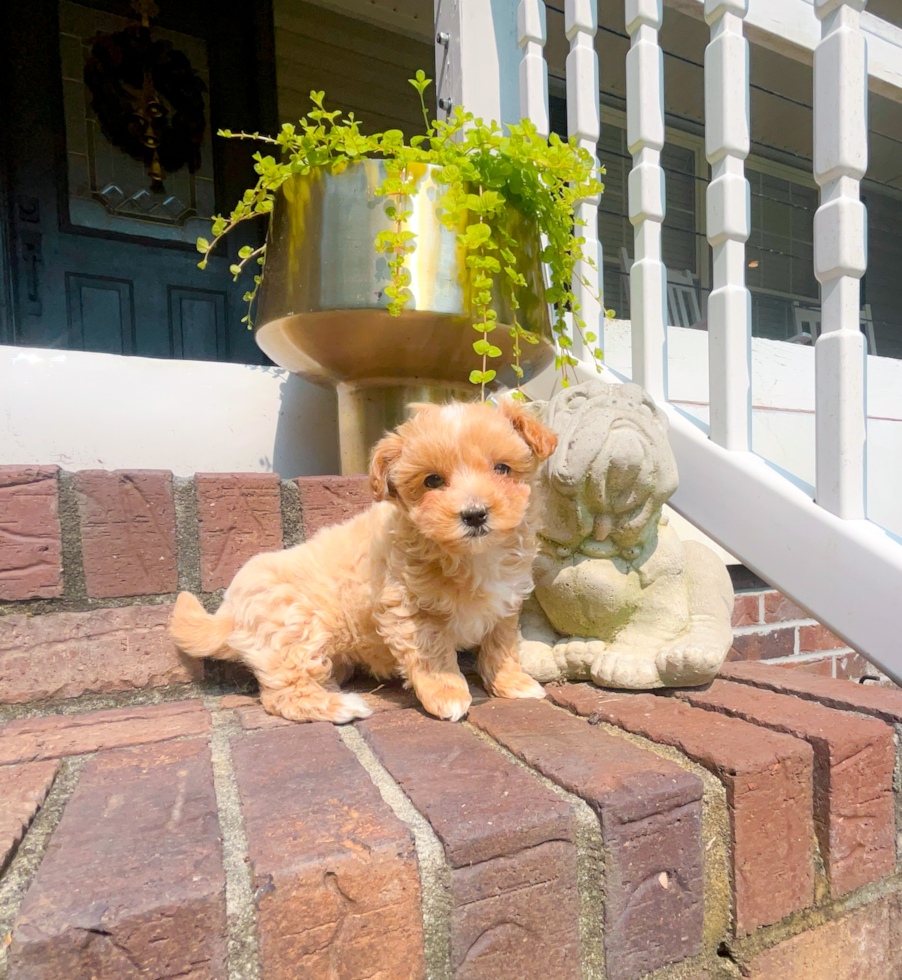 Maltipoo Pup Being Cute