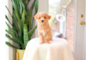 Cute Malt a Poo Poodle Mix Puppy