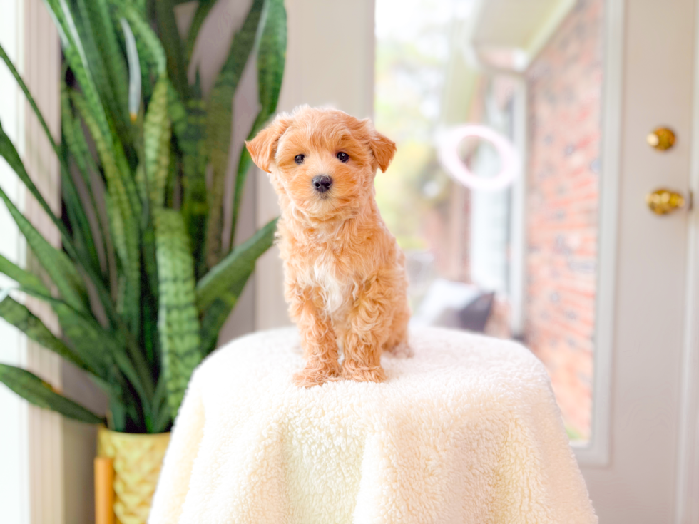 Cute Malt a Poo Poodle Mix Puppy