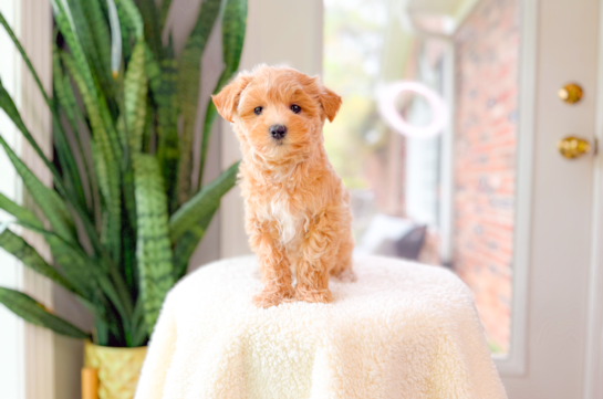 Cute Malt a Poo Poodle Mix Puppy