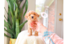 Maltipoo Puppy for Adoption