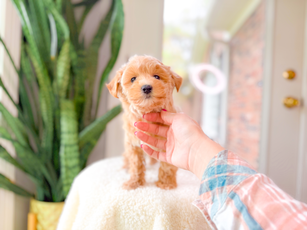 Maltipoo Puppy for Adoption