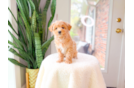 Cute Maltipoo Baby